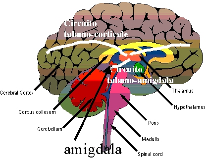 Amigdala