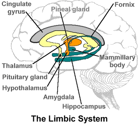 Sistema limbico